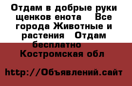 Отдам в добрые руки щенков енота. - Все города Животные и растения » Отдам бесплатно   . Костромская обл.